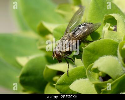 Cluster fly (Pollenia sp.) prendere il sole su una foglia di spurge in un giardino, Wiltshire, Regno Unito, marzo. Foto Stock