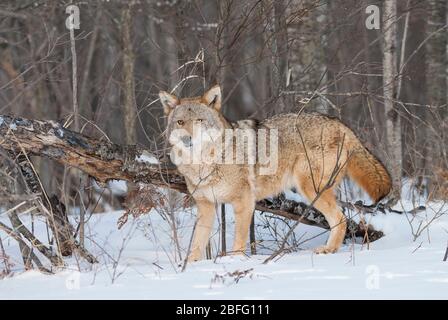 Coyote (Canis latrans), Nord America orientale, di Dominique Braud/Dembinsky Photo Assoc Foto Stock