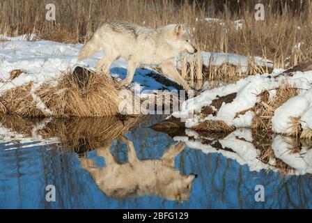 Gray Wolf, inverno, Nord America, di Dominique Braud/Dembinsky Photo Assoc Foto Stock