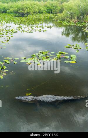 Alligatore americano (alligatore mississippiensis), Everglades NP, FL, di Dominique Braud/Dembinsky Photo Assoc Foto Stock