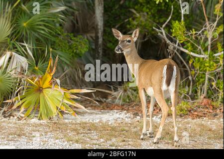 Cervo chiave (Odocoileus virginianus clavium). Big Pine Key, Florida Keys, FL, USA, di Dominique Braud/Dembinsky Photo Assoc Foto Stock