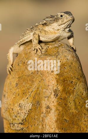 Regal Horned Lizard (Phrynosoma solare), Arizona, USA, di Dominique Braud/Dembinsky Photo Assoc Foto Stock