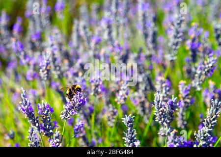 Ape seduta su un fiore di lavanda, Hitchin Lavender, UK Foto Stock