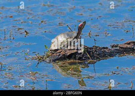 Rosso eared slider tartaruga prendere il sole al lago Elm nel Brazos Bend state Park in Texas Foto Stock