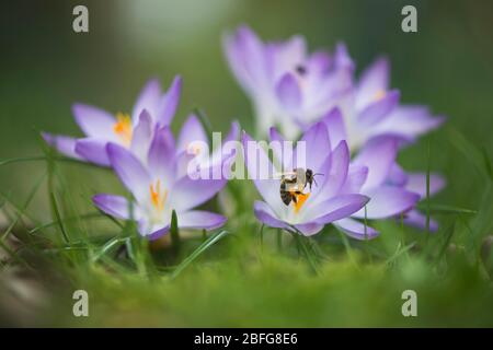 Crocus tommasinianus (Crocus tommasinianus) con ape di miele (Apis mellifera), raccoglie polline, Emsland, bassa Sassonia, Germania Foto Stock