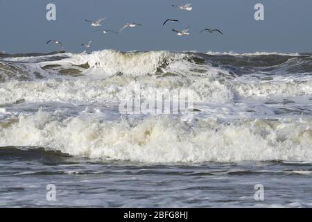 Gabbiani che sorvolano il mare del Nord, Sylt, l'isola della Frisia del Nord, la Frisia del Nord, lo Schleswig-Holstein, la Germania Foto Stock