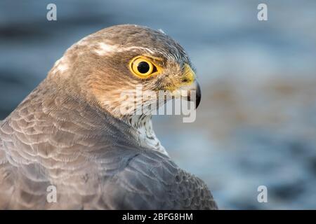 Paracaduta eurasiatica (Accipiter nisus), femmina, ritratto animale, Assia, Germania Foto Stock