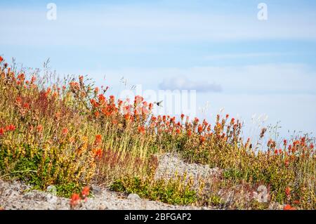 Un Hummingbird che alimenta i fiori selvatici all'interno del Mount St Helens National Volcanic Monument, Washington, USA. Foto Stock