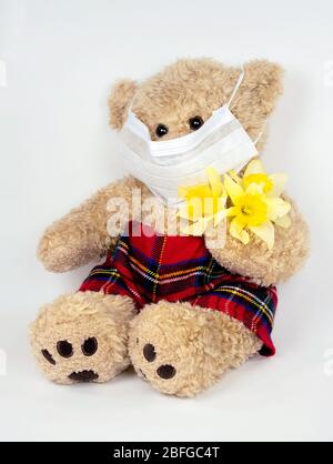 orsacchiotto marrone con maschera facciale sterile bianca e bouquet di daffodil Foto Stock
