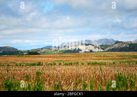 Campo di mais raccolto a San Luis, Argentina. Foto Stock