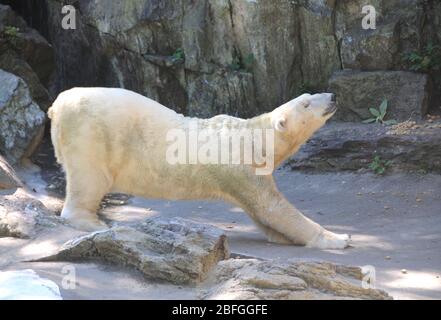 Bronx, New York, USA 3 settembre 2013 una visione generale dell'atmosfera dell'Orso polare allo Zoo Bronx il 3 settembre 2013 a Bronx, New York, USA. Foto di Barry King/Alamy Stock Foto Foto Stock