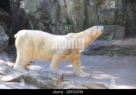 Bronx, New York, USA 3 settembre 2013 una visione generale dell'atmosfera dell'Orso polare allo Zoo Bronx il 3 settembre 2013 a Bronx, New York, USA. Foto di Barry King/Alamy Stock Foto Foto Stock