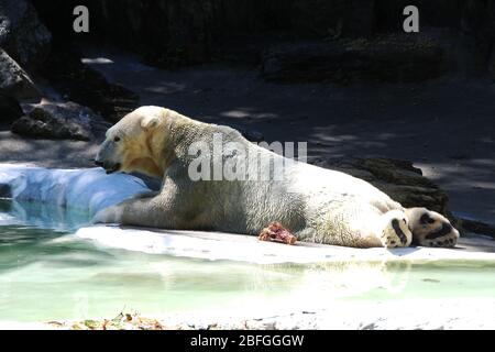 Bronx, New York, USA 3 settembre 2013 una visione generale dell'atmosfera dell'Orso polare allo Zoo Bronx il 3 settembre 2013 a Bronx, New York, USA. Foto di Barry King/Alamy Stock Foto Foto Stock