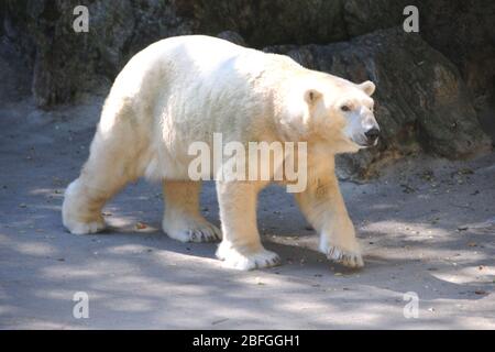 Bronx, New York, USA 3 settembre 2013 una visione generale dell'atmosfera dell'Orso polare allo Zoo Bronx il 3 settembre 2013 a Bronx, New York, USA. Foto di Barry King/Alamy Stock Foto Foto Stock