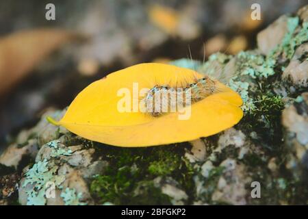 Caterpillar ha coperto i capelli urticanti come meccanismo di difesa, macchiato in una foresta a San Luis, Argentina. Foto Stock