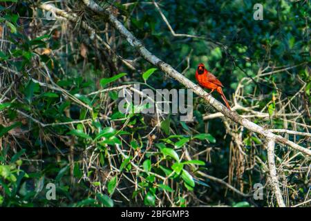 Un rosso brillante maschio Cardinale del Nord (Cardinalis cardinalis) seduto su un ramo in una foresta, Halfaziokee Regional Park, Stuart, Florida, USA Foto Stock