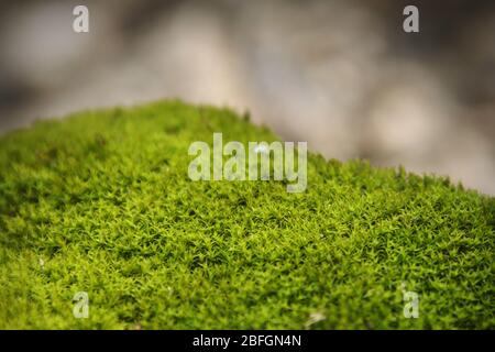 Muschio verde e lussureggiante sul pavimento della foresta. Primo piano macro. Foto Stock