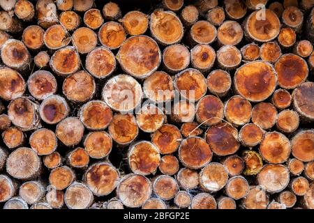 Fuoco vicino su legno tagliato di legno di legno di conifere pronto per essere usato come legna da ardere di combustibile. Foto Stock