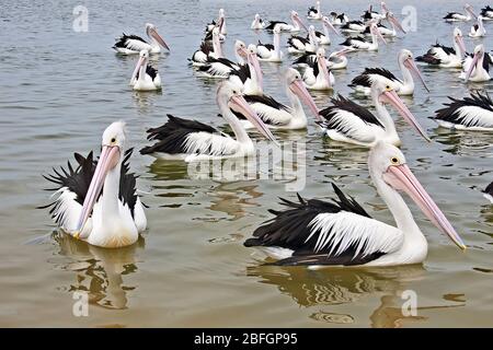 Un gruppo di pellicani che galleggiano in acqua sulla Gold Coast, Queensland, Australia. Grandi uccelli belli. Foto Stock