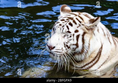 Mentre tigre mentre nuotano sull'acqua del fiume. Tigre bianca o tigre sbiancata è una variante pigmentata della tigre bengala Foto Stock