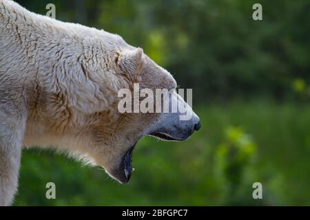 Testa di un orso di ghiaccio ruggente con sfondo verde sfocato Foto Stock