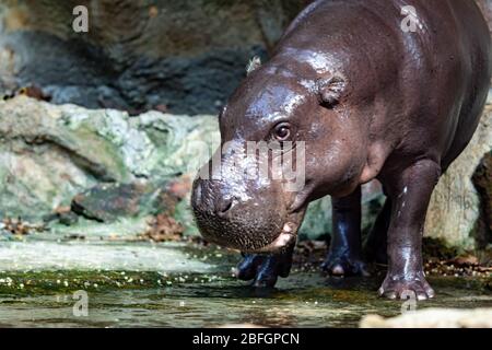 Ippopotamo mentre cerca il cibo. L'ippopotamo, chiamato anche ippopotamo comune, è un mammifero semiacquatico di grandi dimensioni, per lo più erbivoro Foto Stock