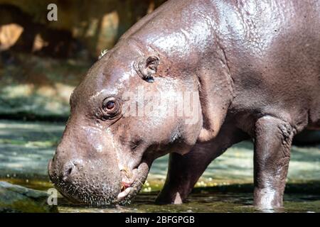 Ippopotamo mentre cerca il cibo. L'ippopotamo, chiamato anche ippopotamo comune, è un mammifero semiacquatico di grandi dimensioni, per lo più erbivoro Foto Stock