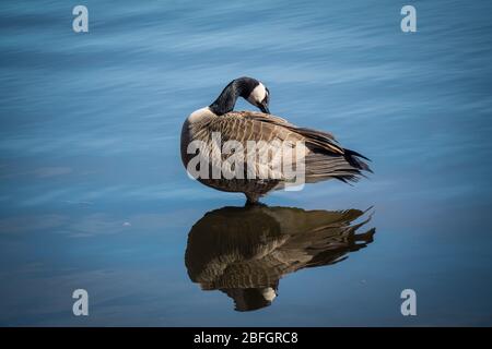 Anatra colorata nel lago di Stanley Park Foto Stock