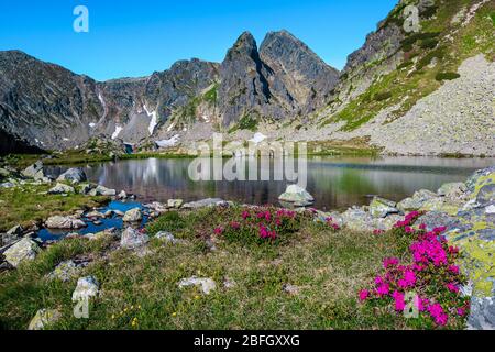 Posto ammirevole con fiori di rododendro rosa stagione e lago alpino Taul Portii sulle montagne Retezat. Ben noto escursionismo e turistico l Foto Stock