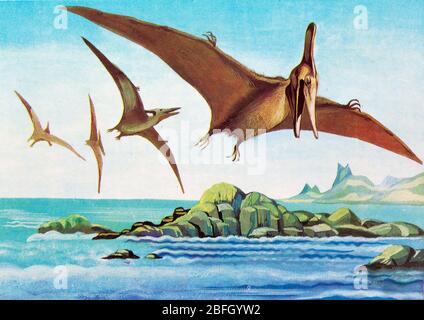 Pteranodon, pterosauro, rettile antico, dinosauro, animale preistorico Foto Stock