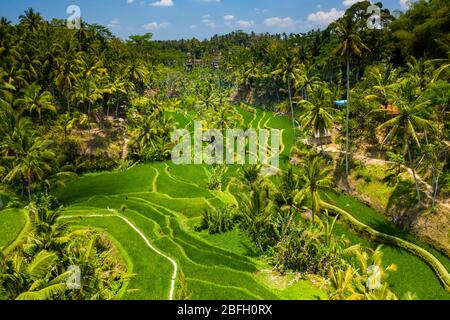 Vista sui droni a bassa altitudine delle spettacolari e belle risaie a Bali, Indonesia Foto Stock