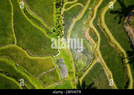 Vista dall'alto delle risaie di Tegallalang/Ceking nel centro di Bali, Indonesia Foto Stock