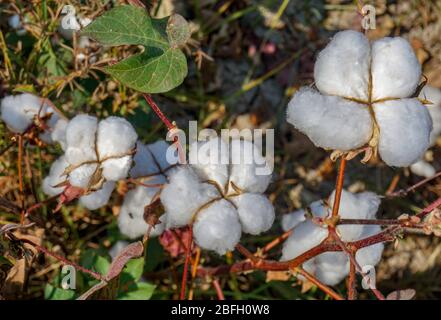 Close-up di capsule di cotone mature sul ramo Foto Stock