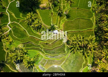 Vista dall'alto delle bellissime risaie a terrazza Foto Stock