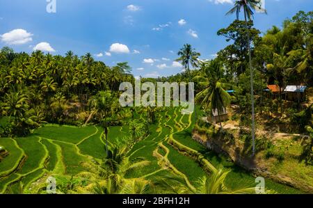 Vista sui droni a bassa altitudine delle spettacolari e belle risaie a Bali, Indonesia Foto Stock