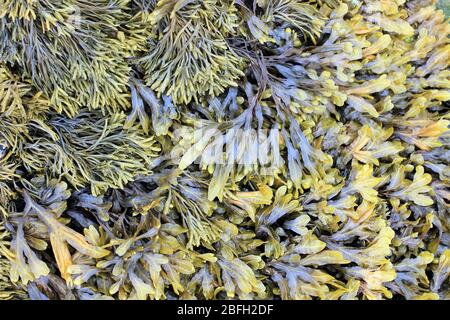 Canaliculata di Pelvetia canaliculata della cremagliera della spirale e di Fucus spiralis di alga presi a Penmon Point, Anglesey, Regno Unito Foto Stock