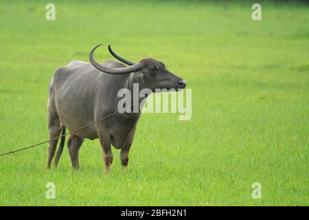 Un grande bufalo d'acqua (Bubalus bubalis), chiamato anche bufalo d'acqua nazionale, in piedi in un lussureggiante campo verde. Foto Stock