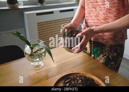 Primo piano donna mani piantando un orchidea fiore in casa su una scrivania in legno nel soggiorno Foto Stock