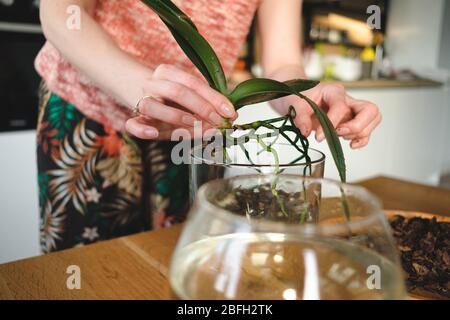Primo piano donna mani piantando un orchidea fiore in casa su una scrivania in legno nel soggiorno Foto Stock