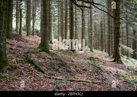 Guardando attraverso tronchi di pini in una foresta su un angolo inclinato Foto Stock