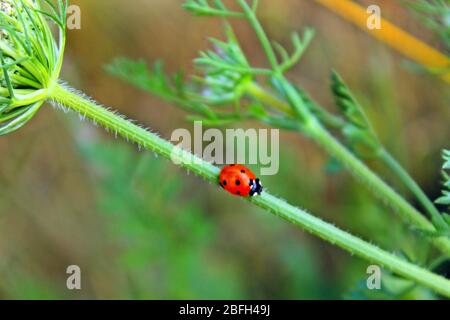 piccolo ladybug nascosto nel deserto Foto Stock