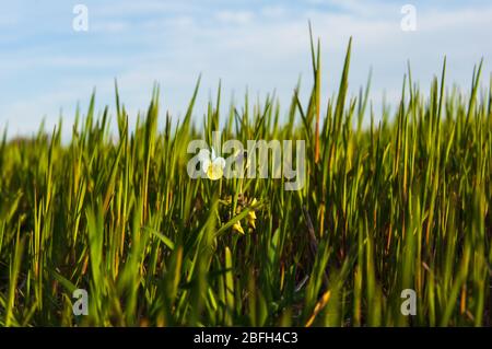 Vista ad angolo basso su un singolo campo pansy (Viola arvensis) tra giovani stocchi freschi di erba Foto Stock