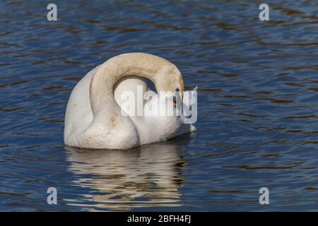 Riserva naturale del Lago Swan Backwell Foto Stock