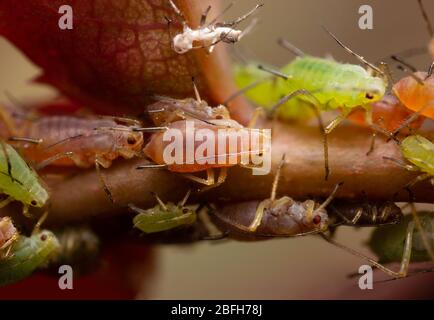 Afidi su un gambo della rosa Foto Stock