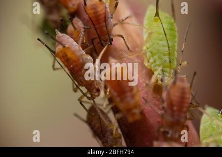 Afidi su un gambo della rosa Foto Stock