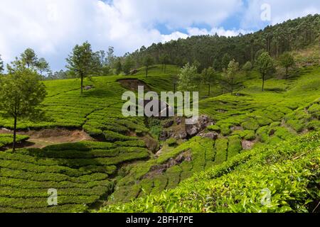 Il paesaggio della piantagione di tè a Munnar Kerala Foto Stock