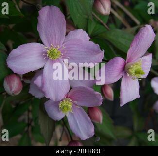 Bella clematis rosa fiori e fogliame in primavera Foto Stock