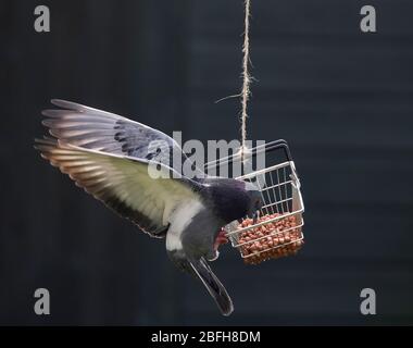 Londra, Regno Unito. 19 aprile 2020. Il piccione della città si trova a far atterrare su un cesto pieno di noci che oscilla dal ramo dell'albero in giardino. Credit: Malcolm Park/Alamy Live News. Foto Stock