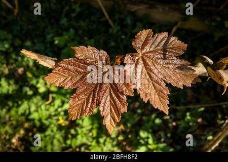 Regno Unito, Inghilterra, Cheshire, Astbury, primavera, sycamore fresco sfolgito foglia al sole Foto Stock