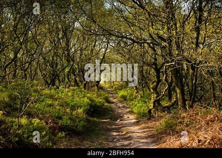 Regno Unito, Inghilterra, Staffordshire, sentiero di gritstone che forma Cheshire/Staffordshire confine tra Congleton Edge e Mow Cop Foto Stock